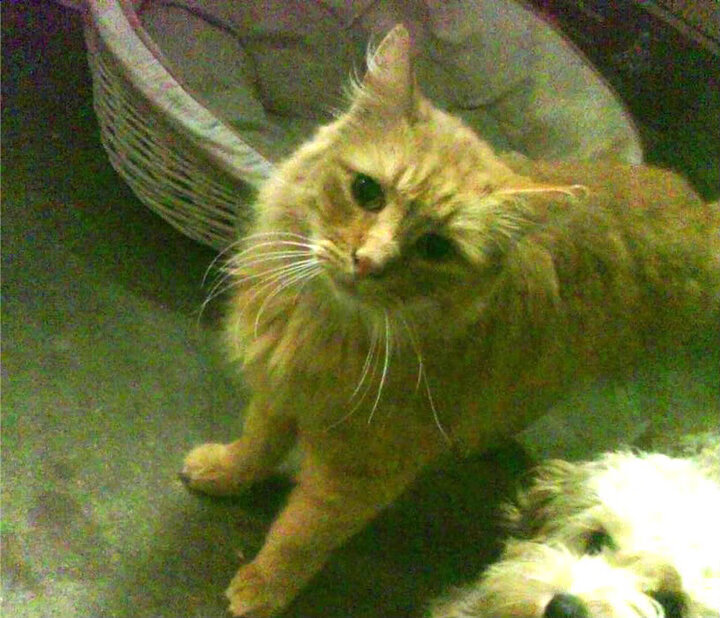 张雨霏亮相综艺节目展现幽默一面,张雨霏亮相综艺节目展现幽默一面的视频