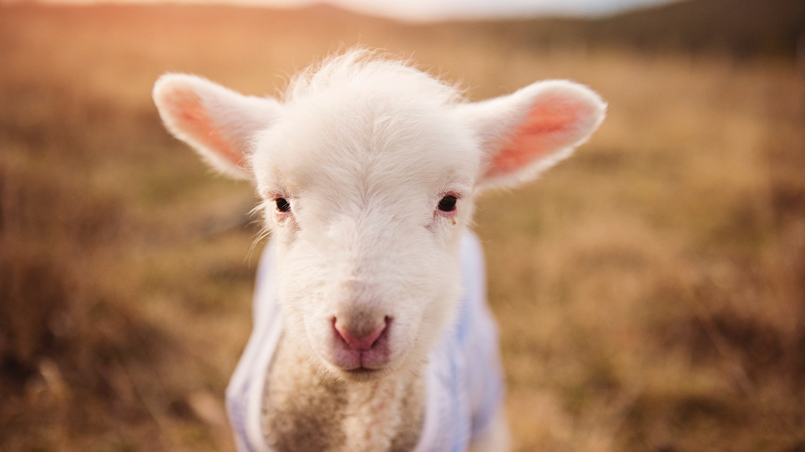 新闻中心发布全国高水平运动员数据管理平台开放信息,高水平运动员成绩查询